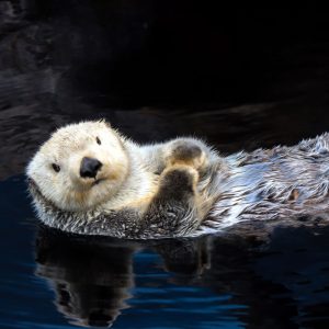 swagtail kym coco swimming in a sea of spirituality